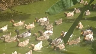 Duck farming